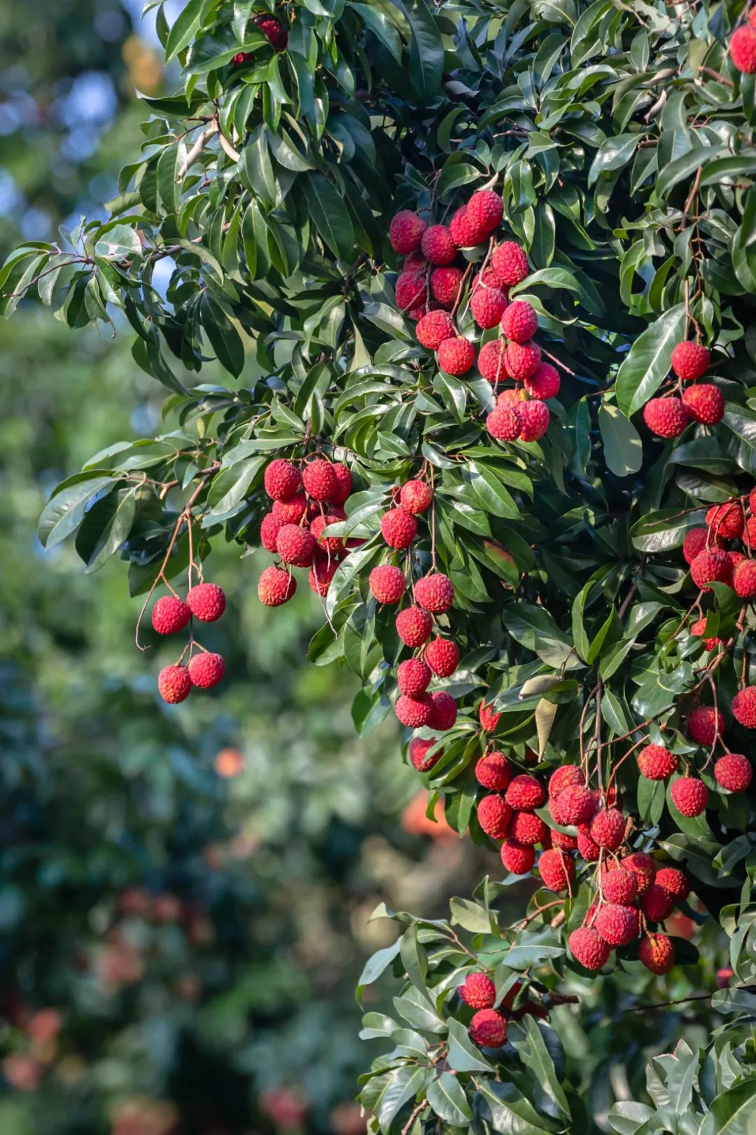 吃荔枝，还真得看中国人的休闲区蓝鸢梦想 - Www.slyday.coM