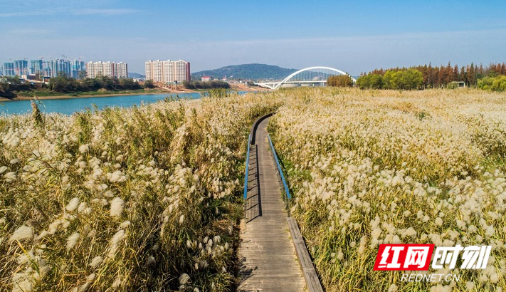 湖南设计70年①丨巴溪洲：落霞孤鹜对长天，从未在一座城里如此贴近大自然休闲区蓝鸢梦想 - Www.slyday.coM