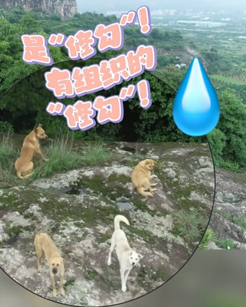 村民报警称山上有“老虎”！警方赶来发现：好多……休闲区蓝鸢梦想 - Www.slyday.coM