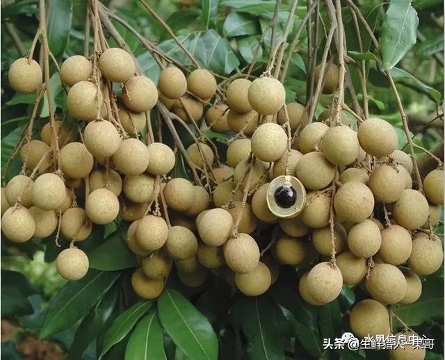 龙眼几月份成熟