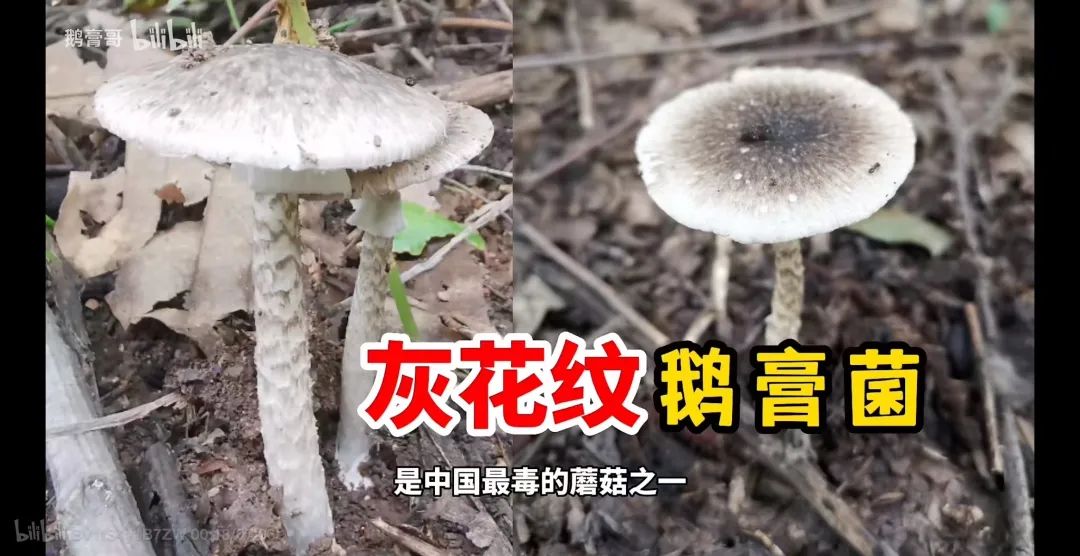 “红伞白杆”可能并不是最毒的蘑菇，真正可怕的其实是……休闲区蓝鸢梦想 - Www.slyday.coM