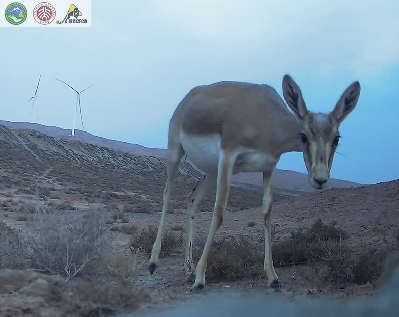 兔狲的家乡也太旱了，蛇都被晒成了干儿!休闲区蓝鸢梦想 - Www.slyday.coM