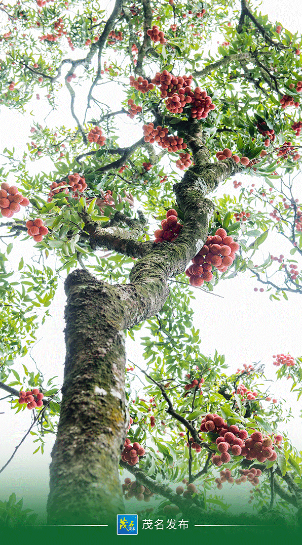 吃荔枝，还真得看中国人的休闲区蓝鸢梦想 - Www.slyday.coM