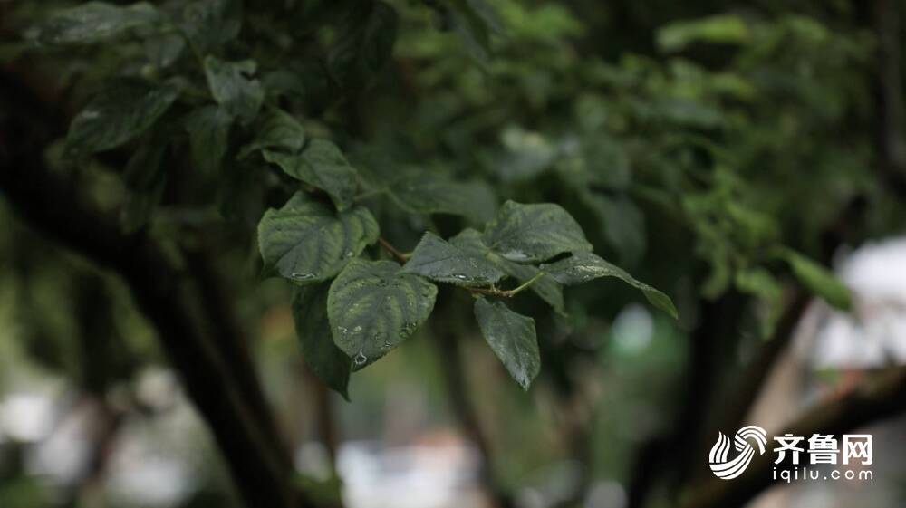 山东多地出现小到中雨局部大雨或暴雨 今夜到明天多地局部仍有暴雨休闲区蓝鸢梦想 - Www.slyday.coM
