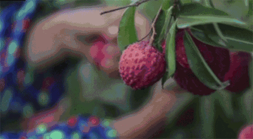 吃荔枝，还真得看中国人的休闲区蓝鸢梦想 - Www.slyday.coM