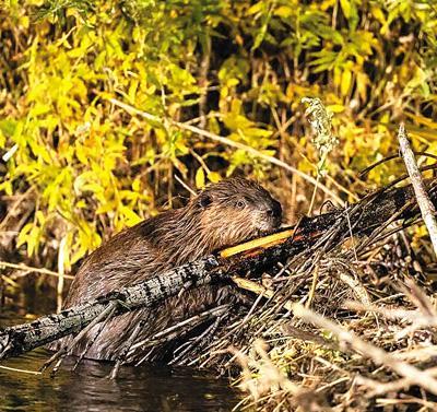 河狸在野外修水坝.资料照片
