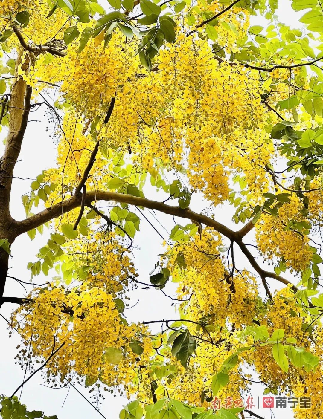 诱人！南宁路边的水果熟了，来看看有没有你爱的休闲区蓝鸢梦想 - Www.slyday.coM