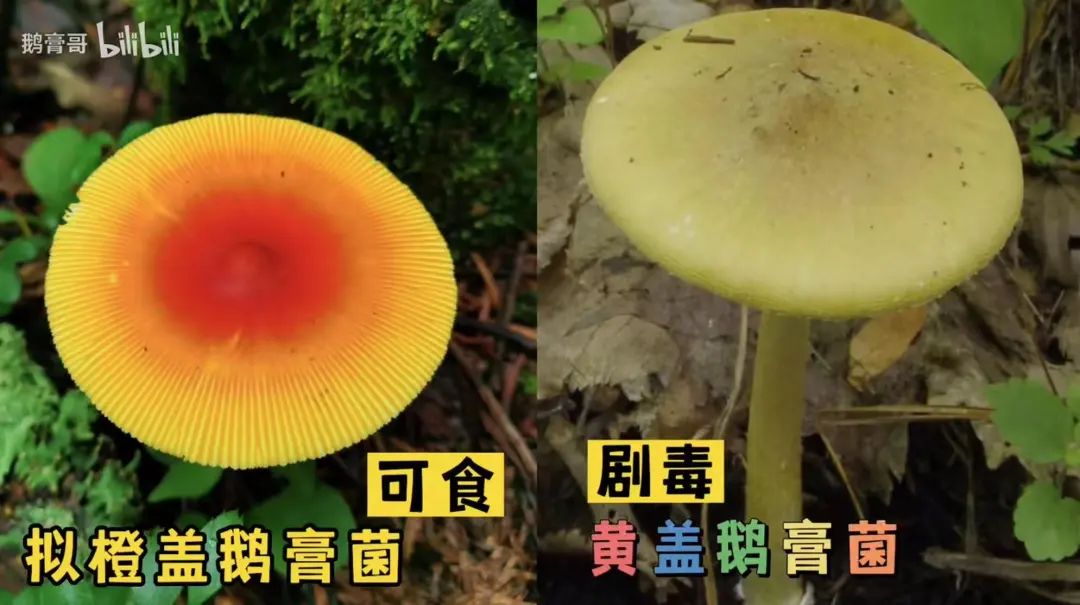 “红伞白杆”可能并不是最毒的蘑菇，真正可怕的其实是……休闲区蓝鸢梦想 - Www.slyday.coM