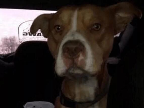 主人将狗狗当垃圾扔掉，只因新家没有多余的地方给它住，太狠心休闲区蓝鸢梦想 - Www.slyday.coM