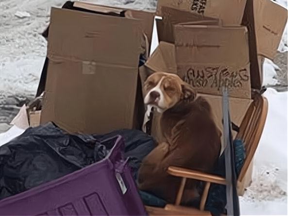 主人将狗狗当垃圾扔掉，只因新家没有多余的地方给它住，太狠心休闲区蓝鸢梦想 - Www.slyday.coM