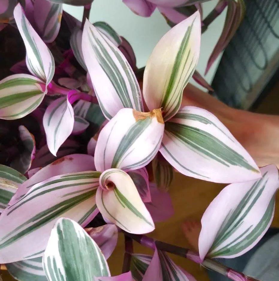 室内养也能生长开花的油画婚礼吊兰,花叶都好看,很难不喜欢它