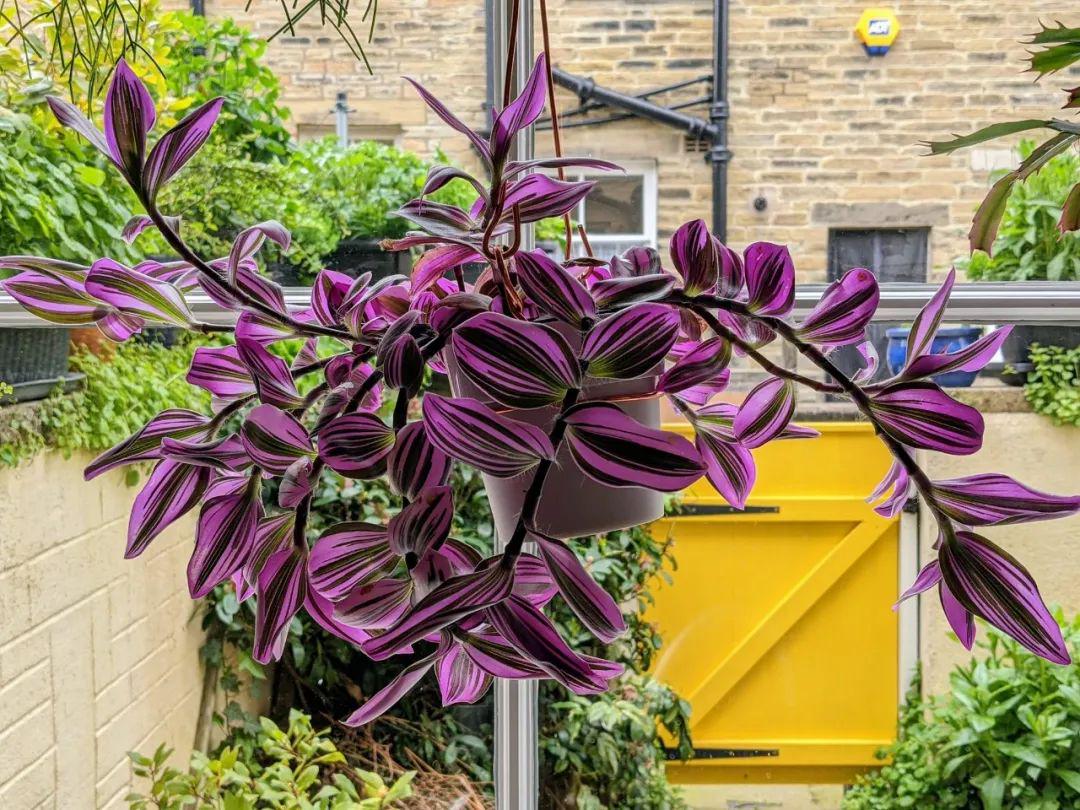 室内养也能生长开花的油画婚礼吊兰 花叶都好看 很难不喜欢它