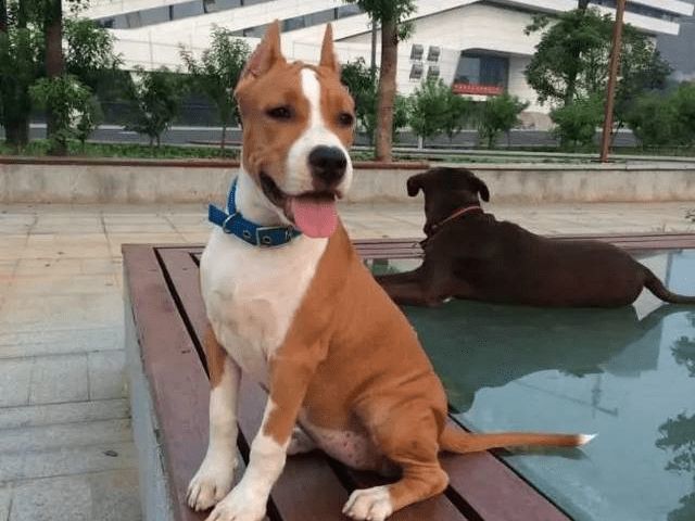 主人将狗狗当垃圾扔掉，只因新家没有多余的地方给它住，太狠心休闲区蓝鸢梦想 - Www.slyday.coM