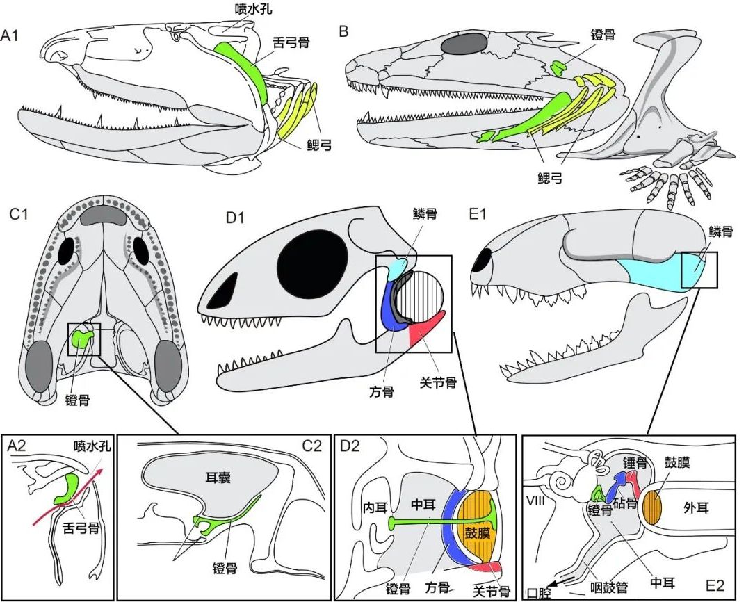 科学家首证：人类中耳由鱼鳃演变而来，浙江、云南的化石立功休闲区蓝鸢梦想 - Www.slyday.coM