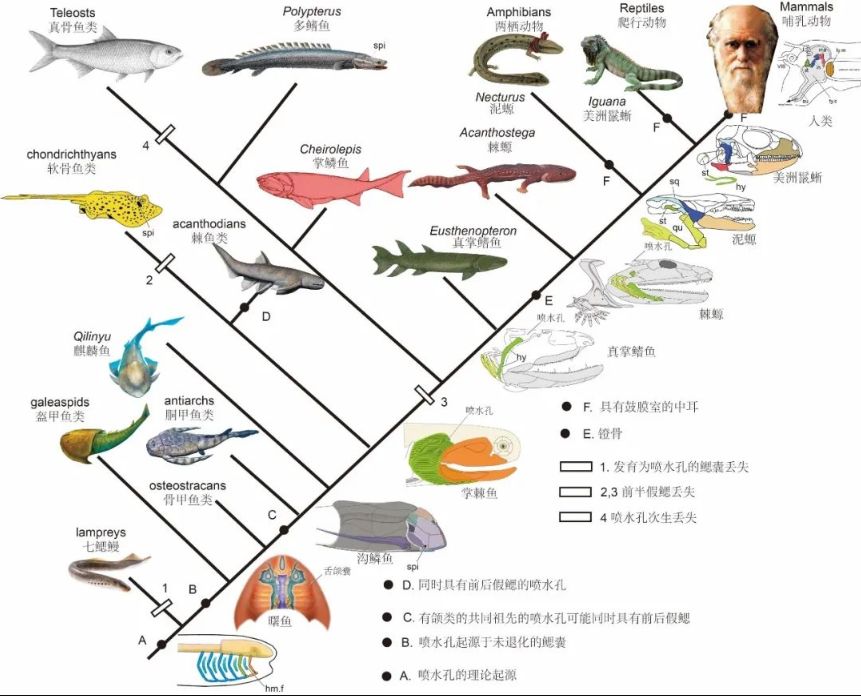 科学家首证：人类中耳由鱼鳃演变而来，浙江、云南的化石立功休闲区蓝鸢梦想 - Www.slyday.coM