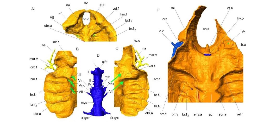 科学家首证：人类中耳由鱼鳃演变而来，浙江、云南的化石立功休闲区蓝鸢梦想 - Www.slyday.coM