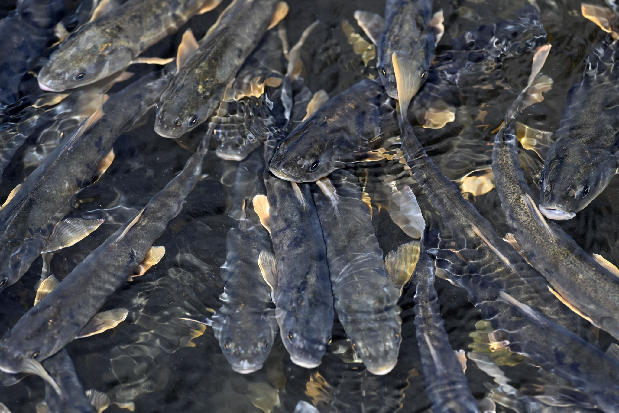 青海湖鱼类图片
