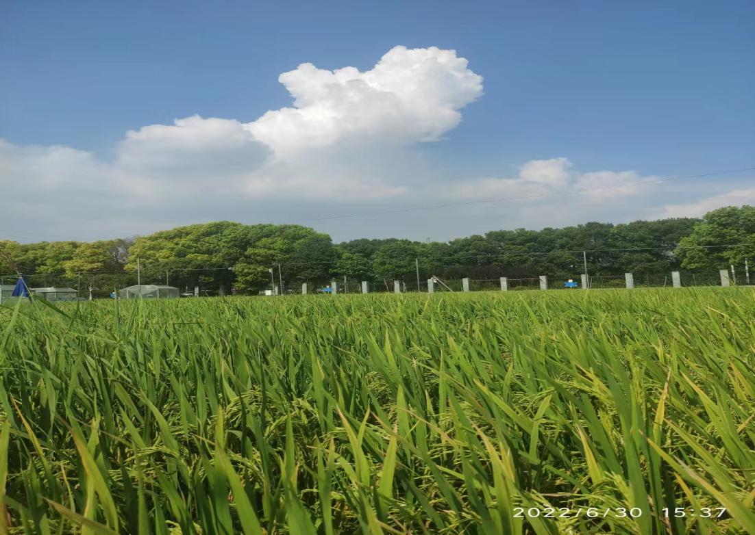 专家早稻速防涝热害把好充分灌浆关