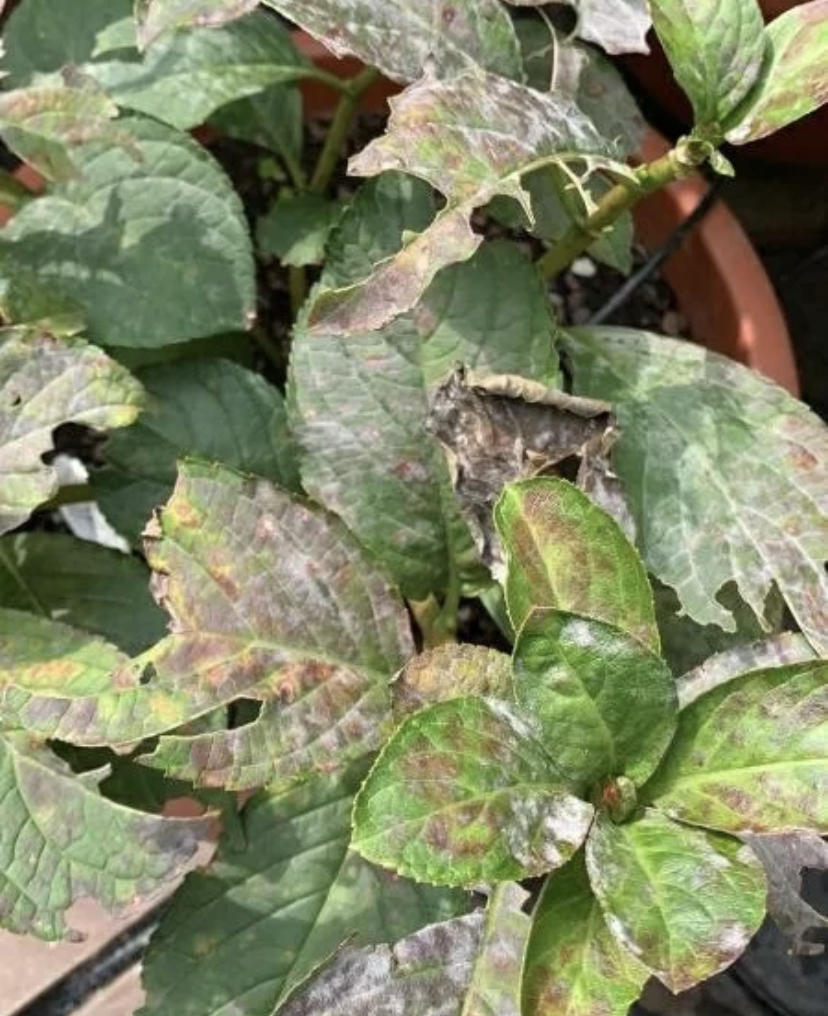 雨过天晴,绣球容易得灰霉病,绿叶变灰叶,赶紧撸掉叶子|灰霉病|植物|花