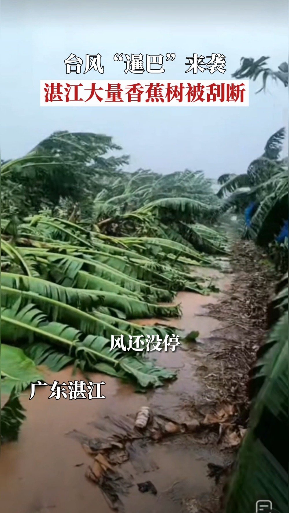 受台风暹芭影响湛江大片香蕉树被刮断