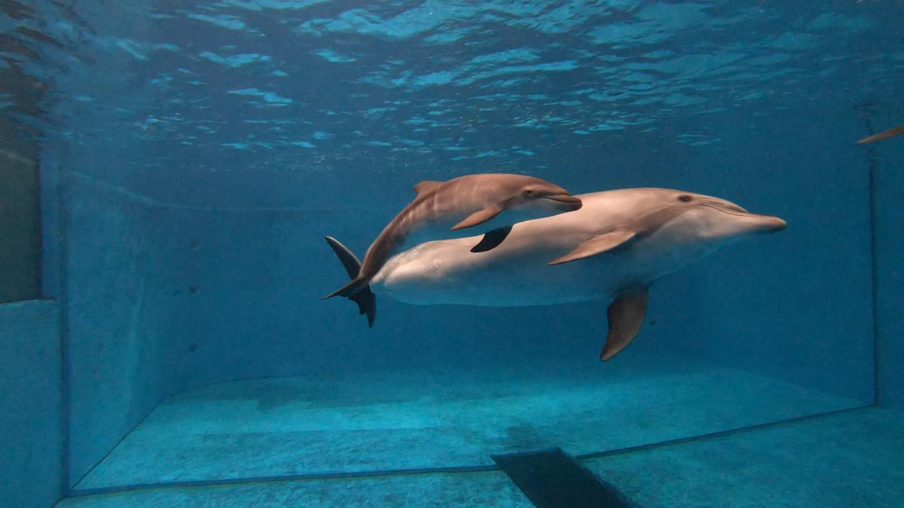 云南|海豚|小海豚_新浪新闻