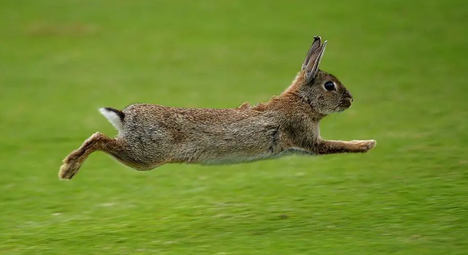 兔子:只要我跑得快就追不上我而即便是将它们圈养起来,它们还会挖洞