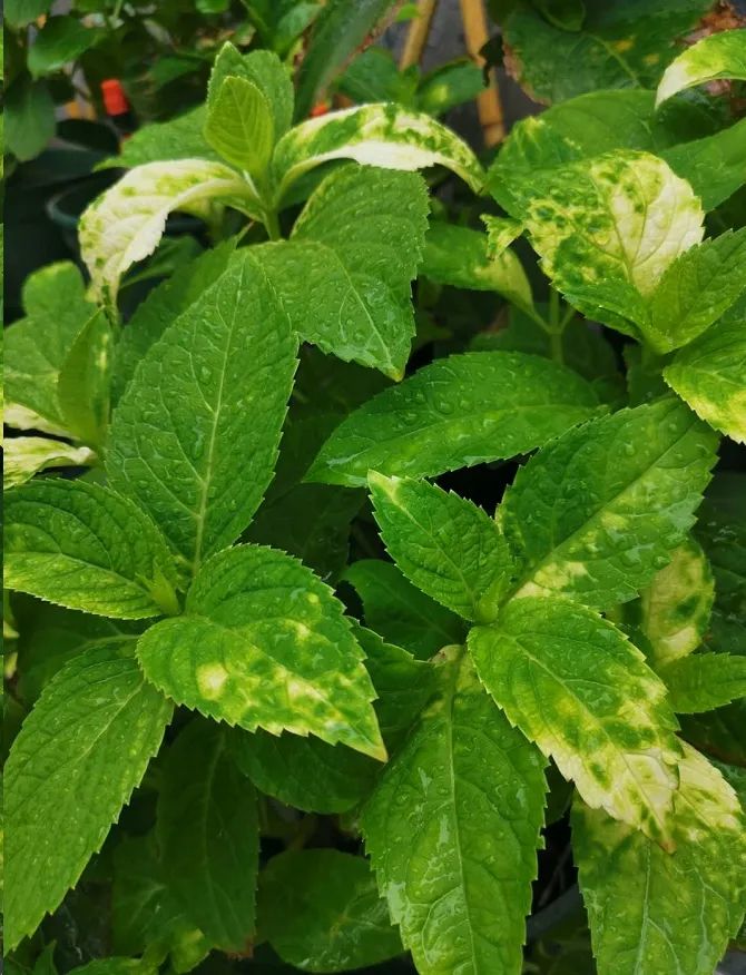 绣球花相对来说,病虫害会少一些,不过偶尔也可能发生像红蜘蛛,叶斑病