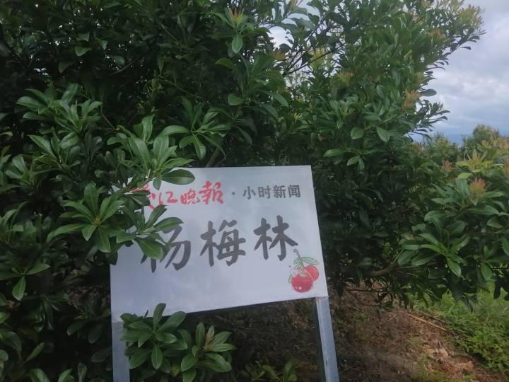 我为家乡水果代言⑮|错过了慈溪杨梅,不要再错过小时新闻杨梅林的福利__财经头条