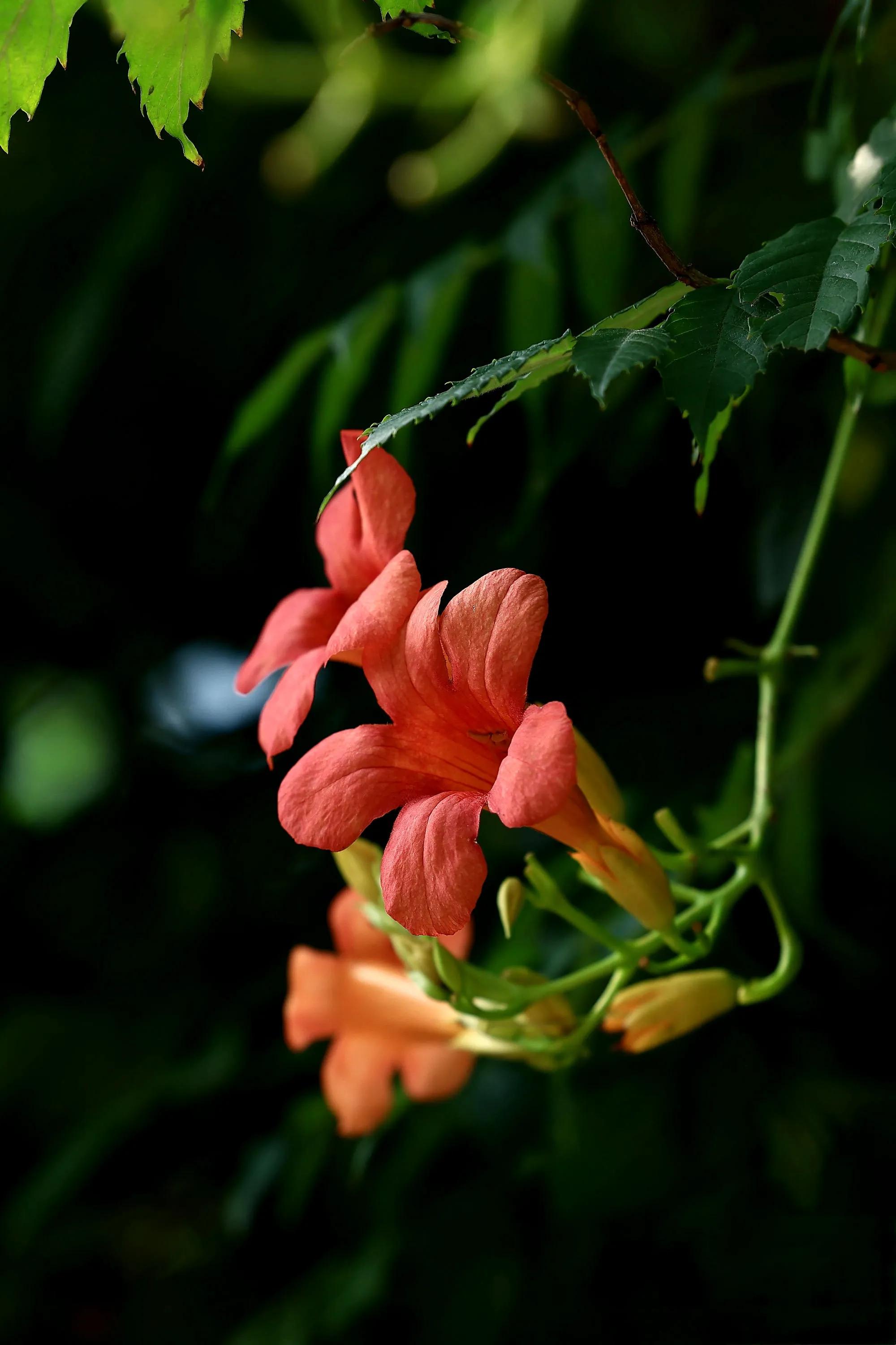 逆光下的凌霄花好美
