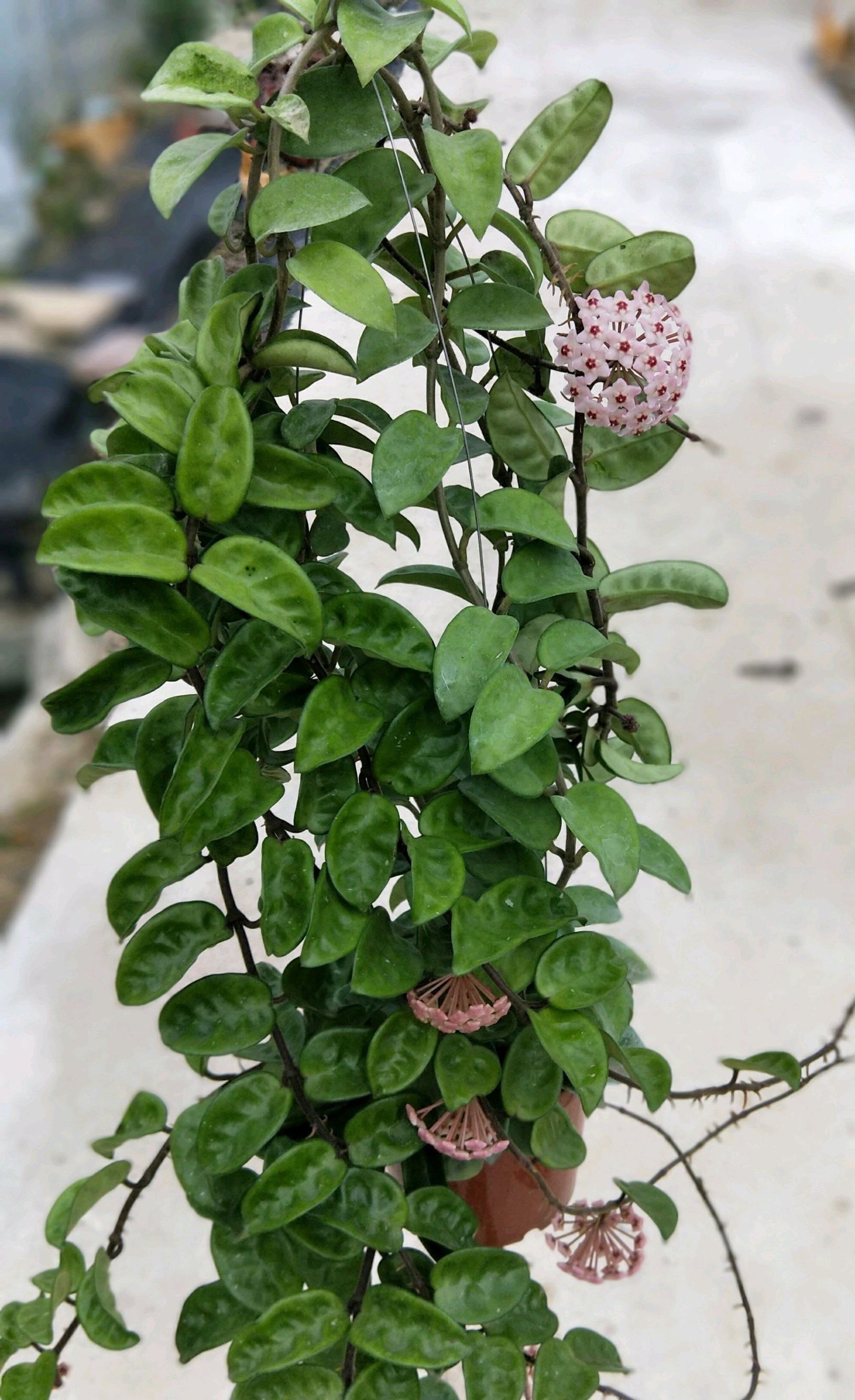 球兰有哪些品种