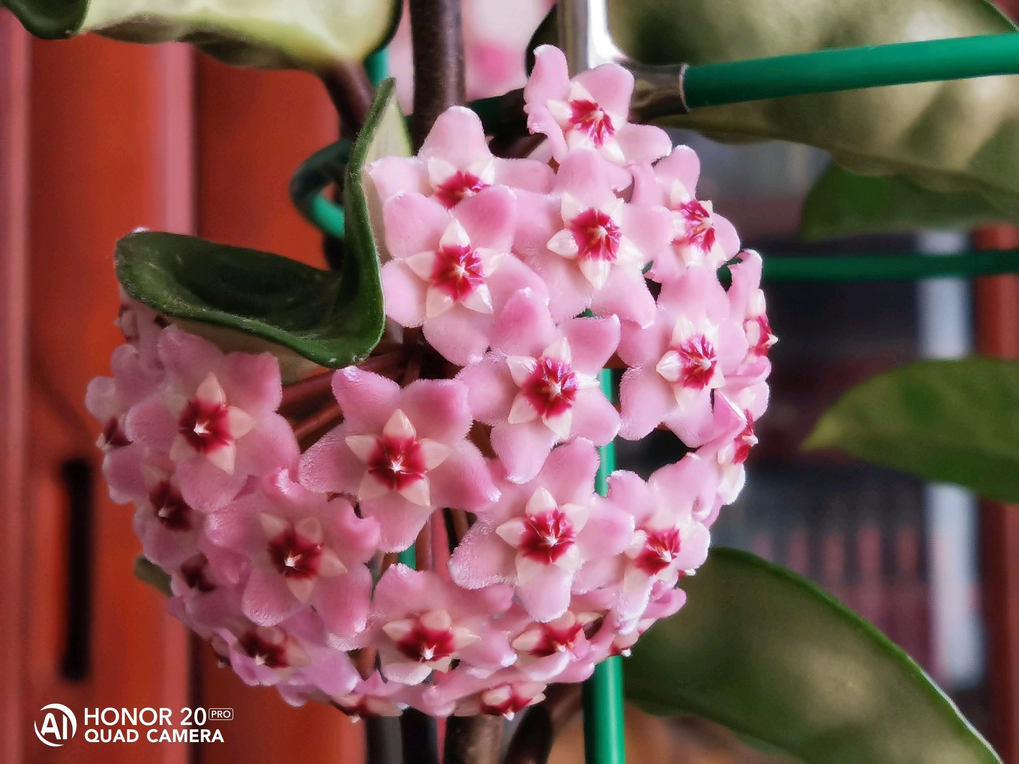 室内盆栽佳物—克林克球兰,花叶俱美,芬芳馥郁,光照不多也开花|球兰|俱美|花叶_新浪新闻