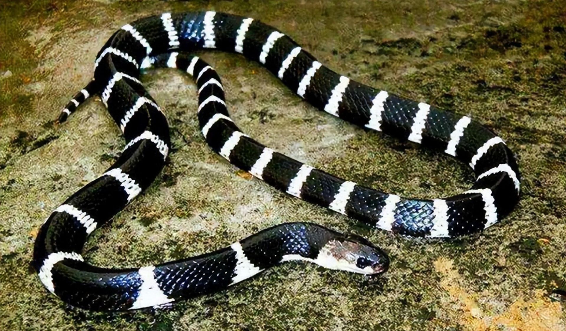 路遇一条蛇，好奇是什么品种？有没有毒？