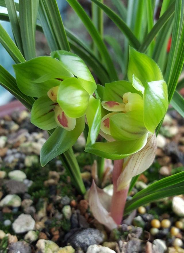 春兰皇后—绿云,气质优雅,花色独特,关键养护简单,适合新手|绿云|兰花