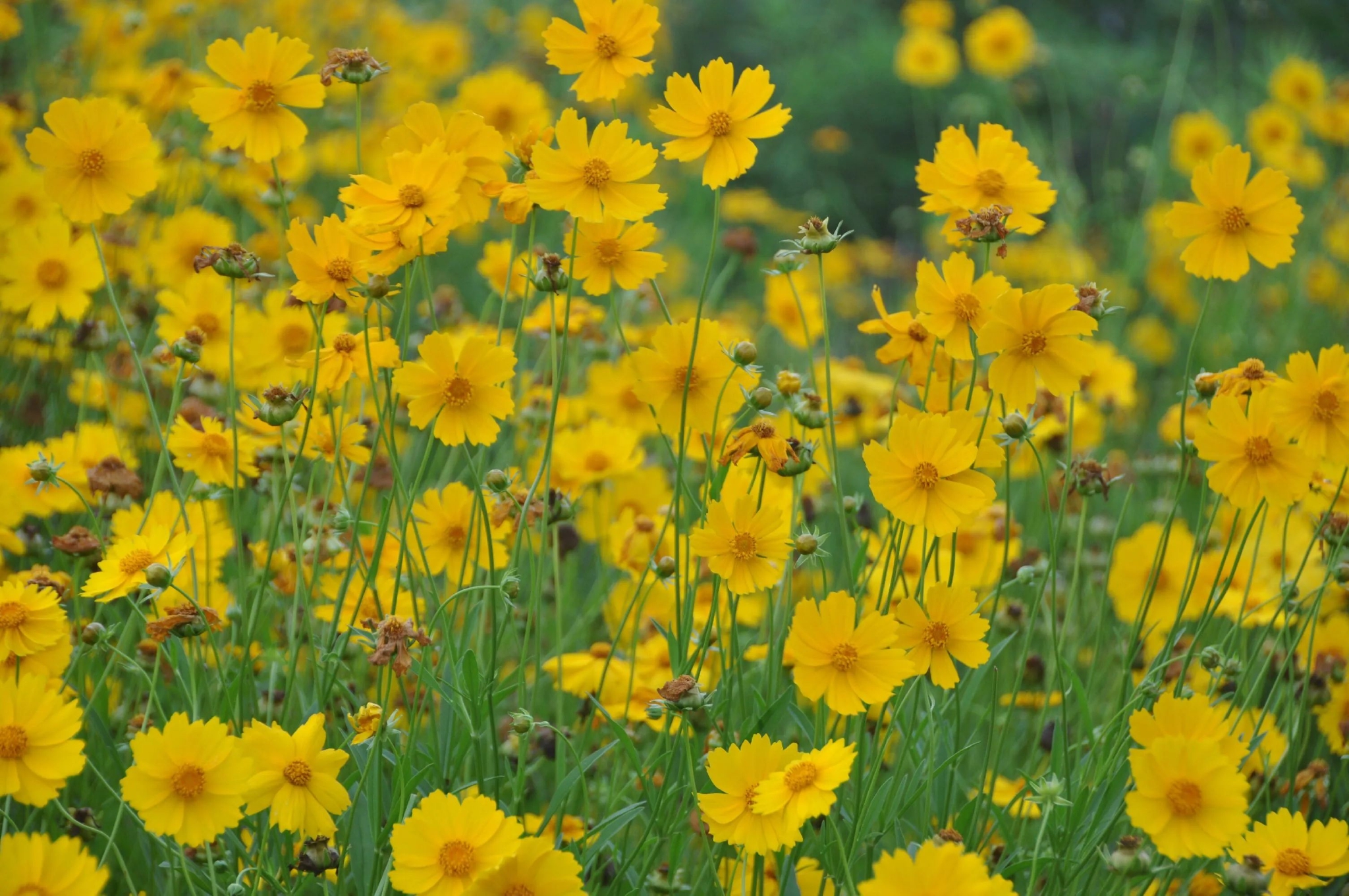 目前,包括重金属超富集植物在内的许多植物,已经被用于修复重金属污染