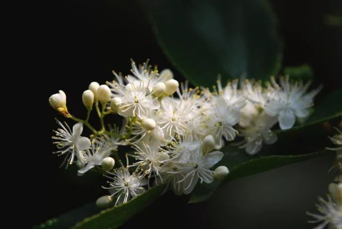 大自然的约定二十四花信风