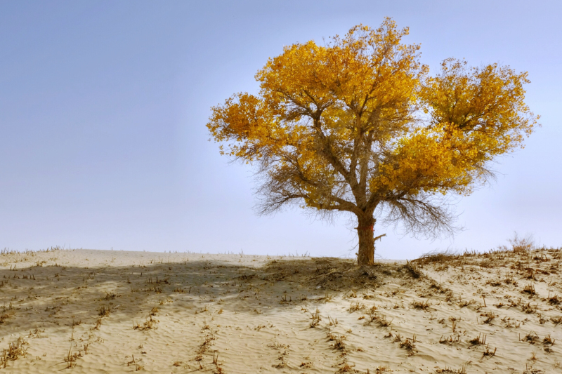 新疆塔克拉玛干沙漠里有一种叫胡杨的树让游客一眼难忘