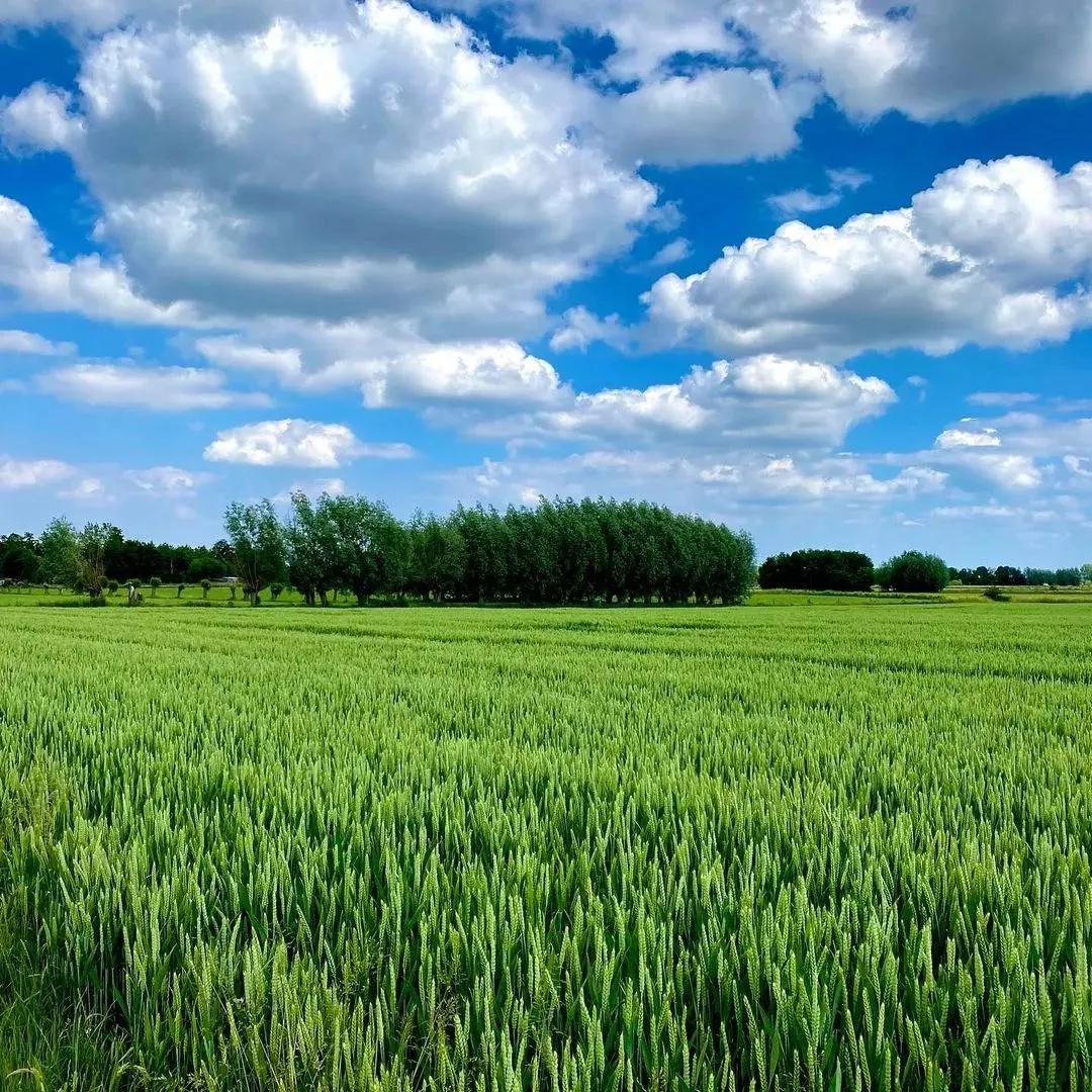 优美的田野风光