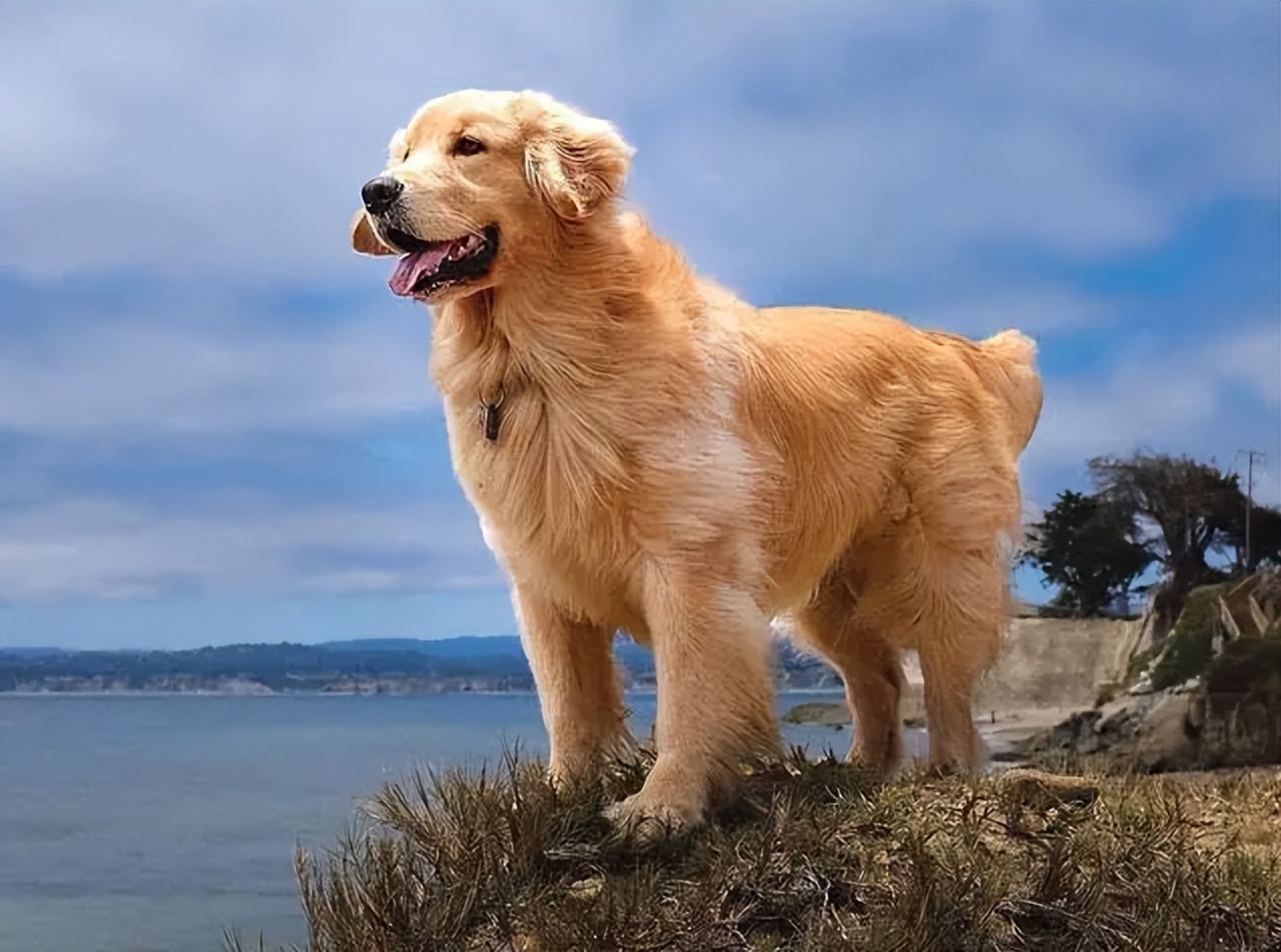 养金毛犬好处多但是坏处也不少养金毛几大坏处你知道吗