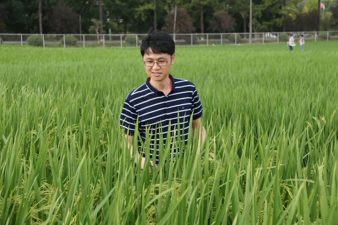 中国水稻研究所供图
