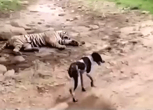 上海无差别砍人事件、唐山小树林扎死人事件——警方通报休闲区蓝鸢梦想 - Www.slyday.coM