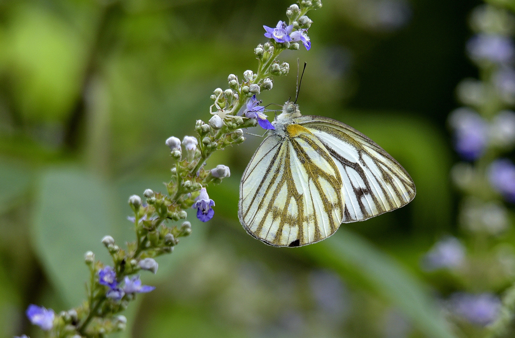 黑脉园粉蝶[雄] 刘永生 摄