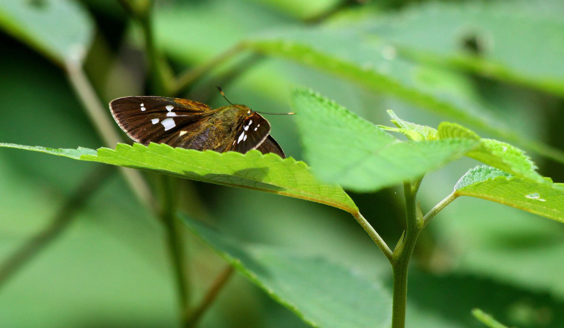 永安市还成功监测到黑脉园粉蝶,黑锷弄蝶,青园粉蝶,黑角金灰蝶,黄赭