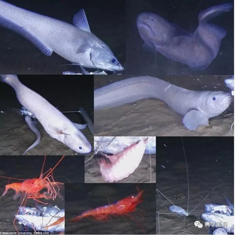 深海鱼油95%纯度推荐