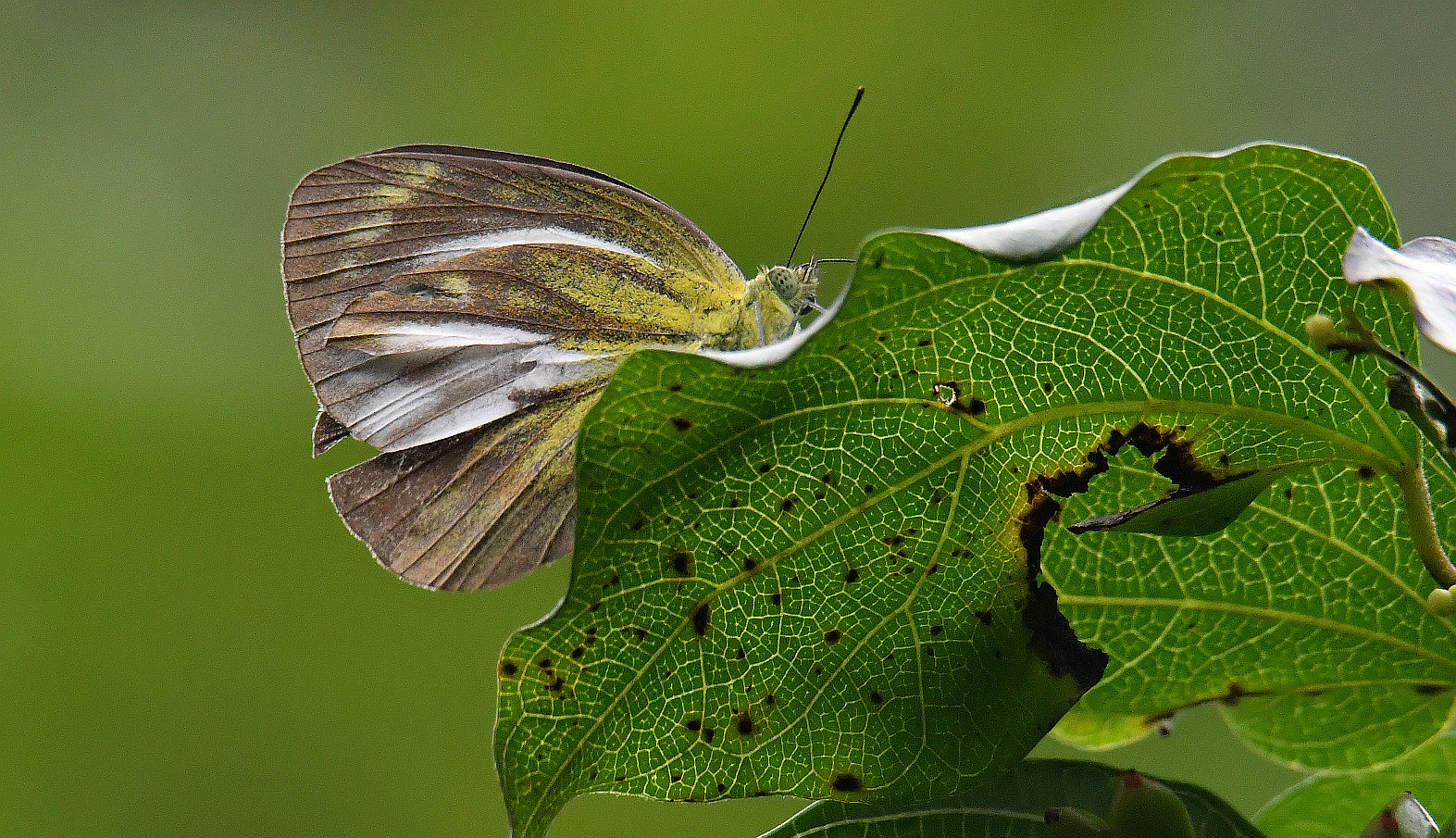 青园粉蝶[雌] 廖金朋 摄