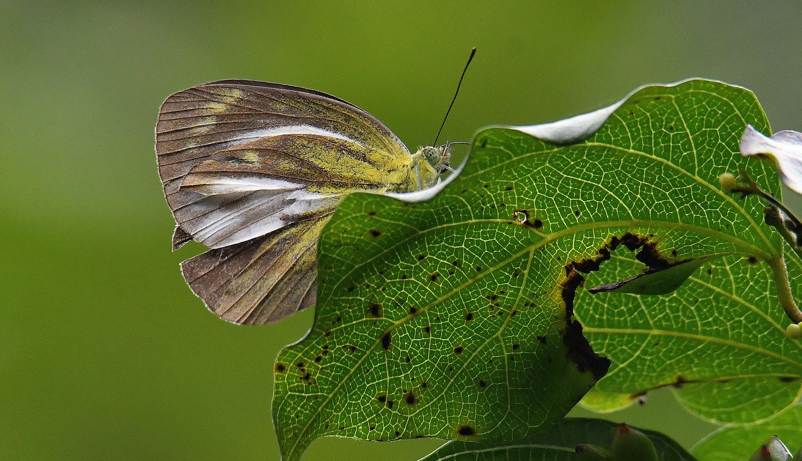 青园粉蝶[雌] 廖金朋 摄