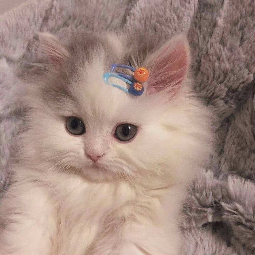 猫咪到底能不能遛?这几样事情要注意