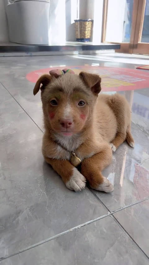 家有小傻狗你们看着像谁