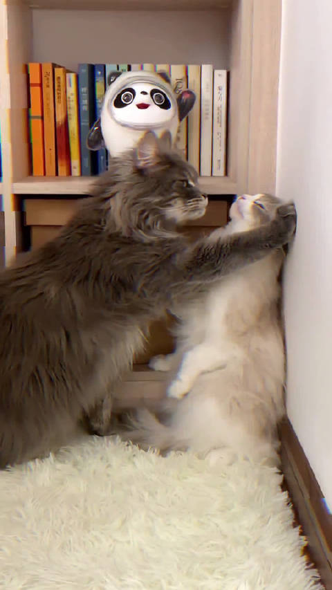 想不到猫都都会壁咚了