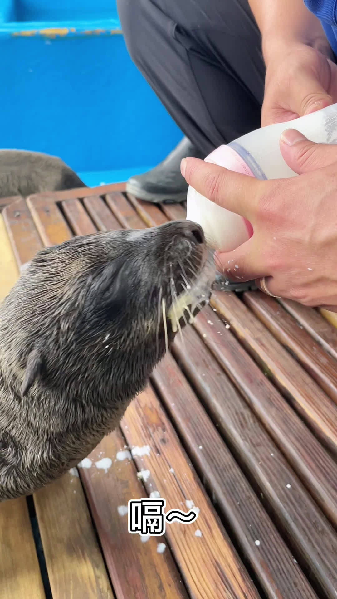 青岛新生加州海狮宝宝因母亲头胎生养不会哺乳……__财经头条