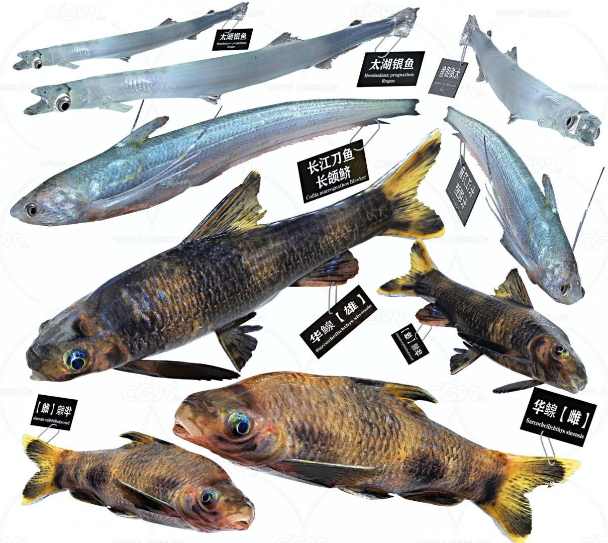 浙江安吉出现大规模鱼群,太湖鱼为什么去安吉了?